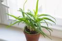 Houseplants like thyme and aloe vera can help you get rid of bad smells, including cooking odours, in your home