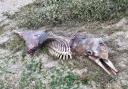 The carcass is thought to be a bottlenose dolphin