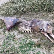The carcass is thought to be a bottlenose dolphin