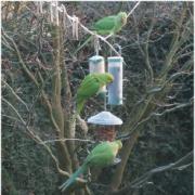 Parakeets in my garden