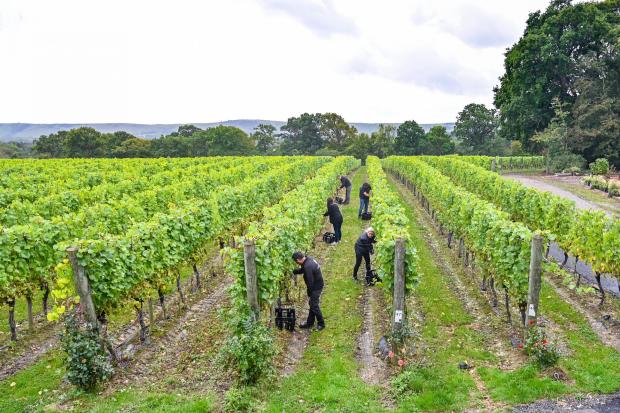 Ditchling Sussex UK 08 October 2019 - Grape picking has begun at the Ridgeview Wine estate in Ditchling just north of the South Downs in Sussex .  Ridgeview produces some award winning sparkling English wine and has been voted number 36 in the top 50 vine