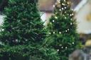 Bournemouth has several online and in-person businesses selling Christmas trees in 2023