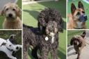 Can you help these dogs find new homes?