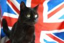 Nine mysterious myths about cats dispelled by the RSPCA