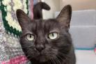 3 cats with RSPCA Bradford looking for their forever homes (RSPCA)