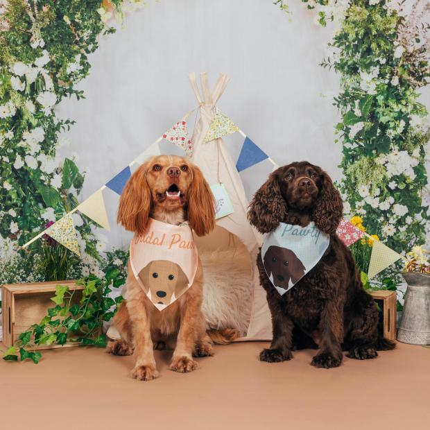 Redhill And Reigate Life: Dogs with wedding bandanas (Yappy.com)