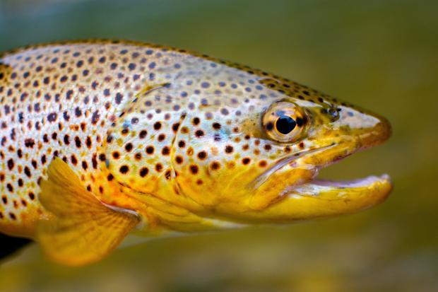 Redhill And Reigate Life: Brown trout (Canva)