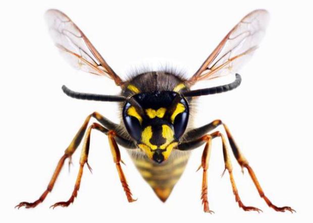 Redhill And Reigate Life: A wasp