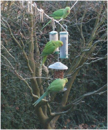 Parakeets in my garden
